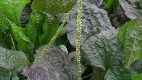 车前草种植经济效益怎样 车前草亩产多少斤