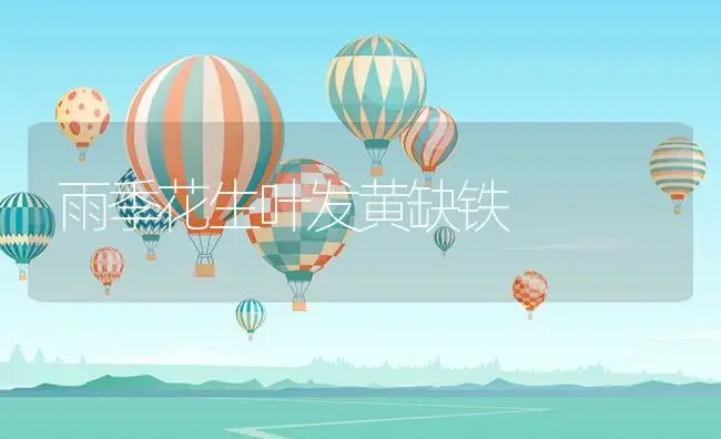 雨季花生叶发黄缺铁 | 植物资料