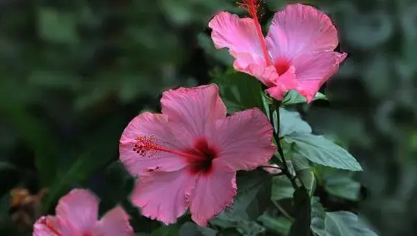 扶桑花繁殖方法 扶桑花怎么修剪枝叶