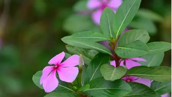 长春花什么时候播种（几月）  长春花的花期