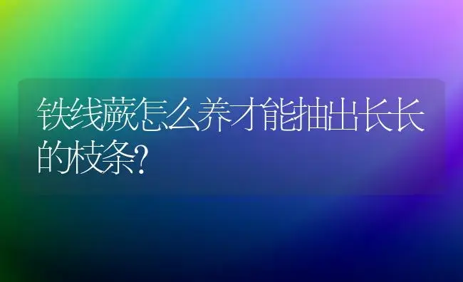 铁线蕨怎么养才能抽出长长的枝条？ | 植物问答