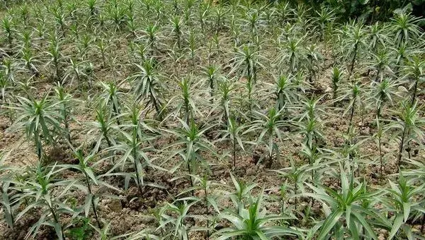 食用百合的种植技术与管理事项