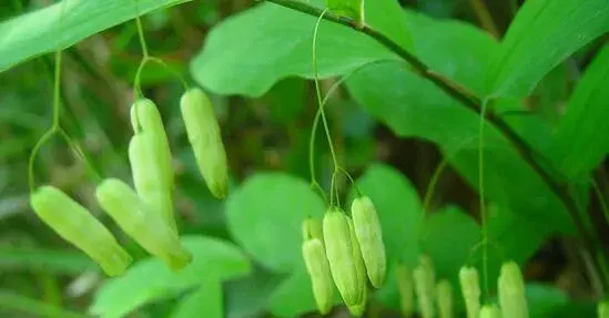 黄精种植新技术