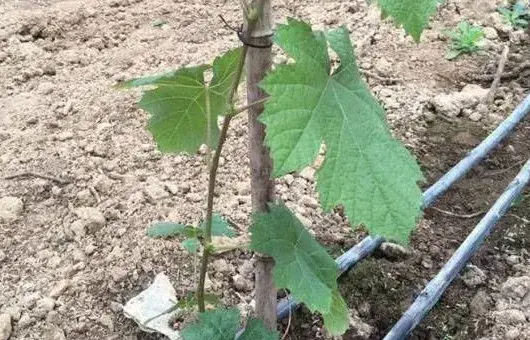 葡萄种植的节水灌溉方法介绍