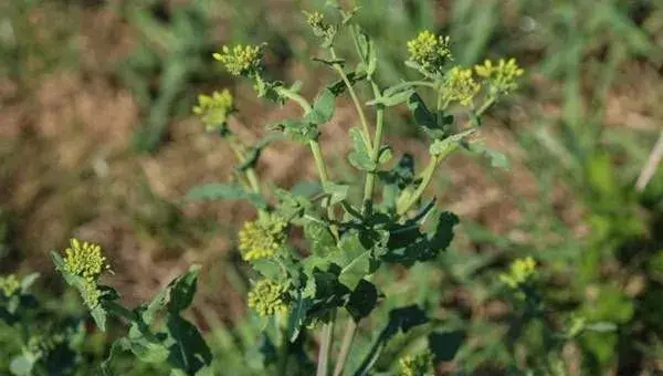 农村野菜独行草有哪些功效？（附人工种植技术）