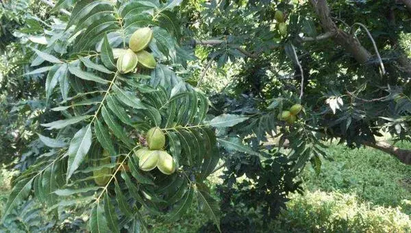 碧根果种植条件 碧根果适合种植地区