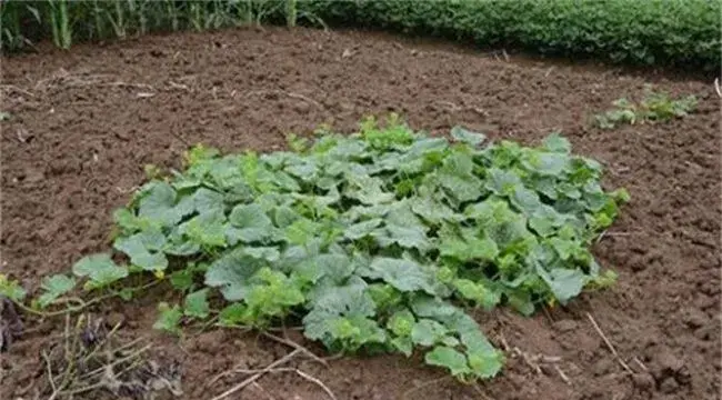 西瓜空秧原因及预防方法