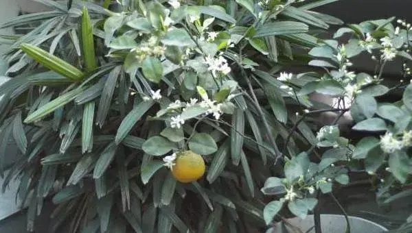 橘子花怎么养 橘子花盆栽养殖方法与注意事项