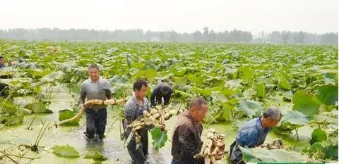 浅水藕的种植方法