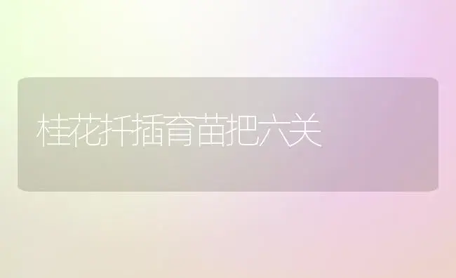 桂花扦插育苗把六关 | 植物知识