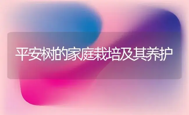 平安树的家庭栽培及其养护 | 植物知识