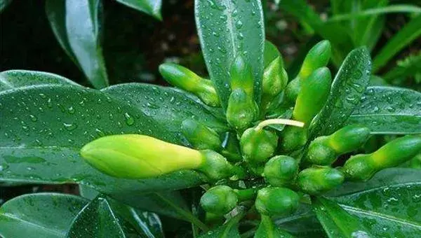 非洲茉莉怎么浇水 非洲茉莉换盆注意事项