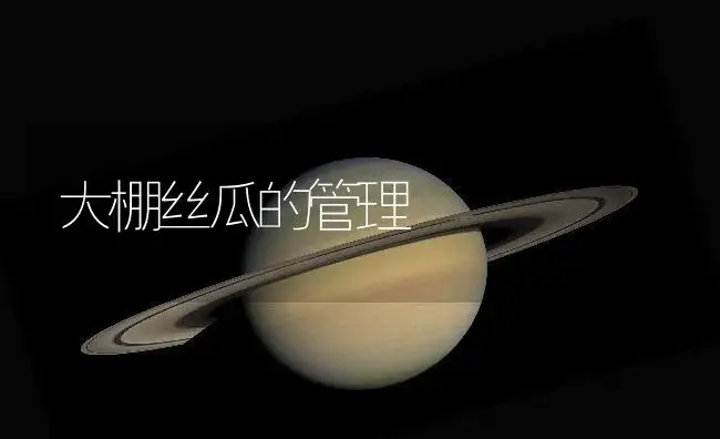 大棚丝瓜的管理 | 植物百科