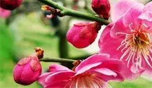 漫山梅花暗香来