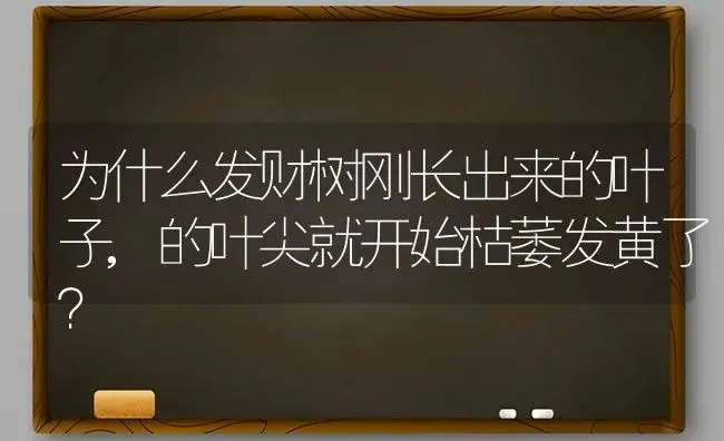 为什么发财树刚长出来的叶子,的叶尖就开始枯萎发黄了？ | 植物问答