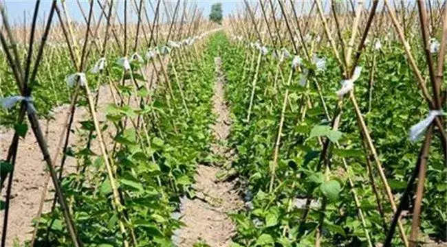 春季露地豆角种植技术