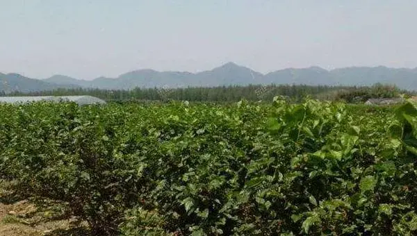 桑葚怎么种 桑葚种植方法与注意事项