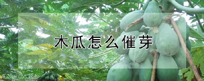 木瓜怎么催芽