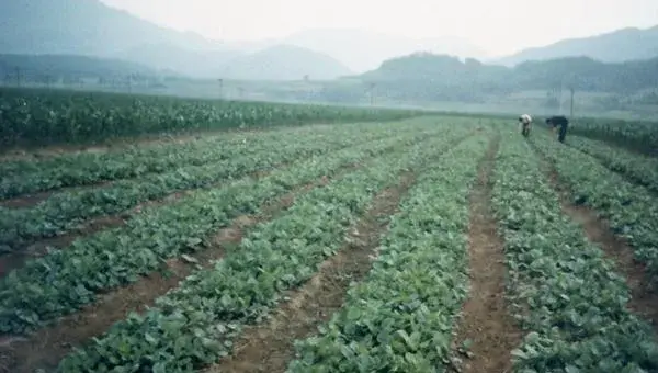 五味子种植技术 五味子栽培方法