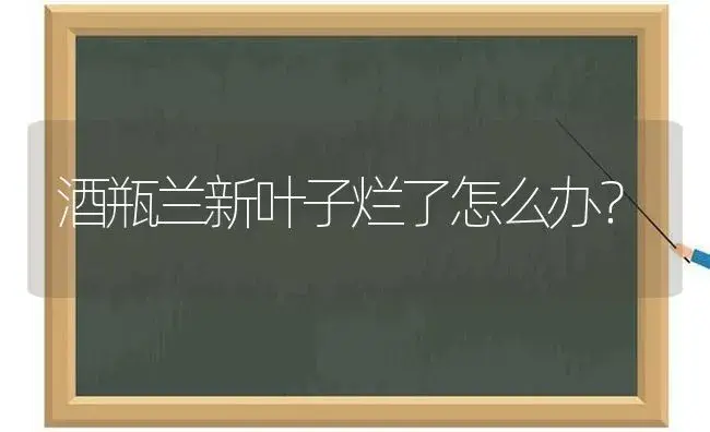 酒瓶兰新叶子烂了怎么办？ | 植物问答