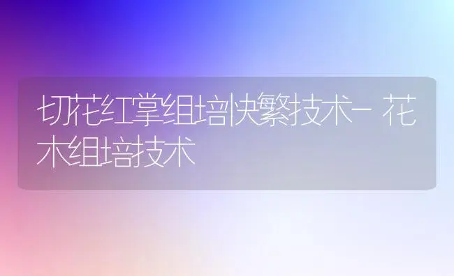 切花红掌组培快繁技术-花木组培技术 | 植物知识