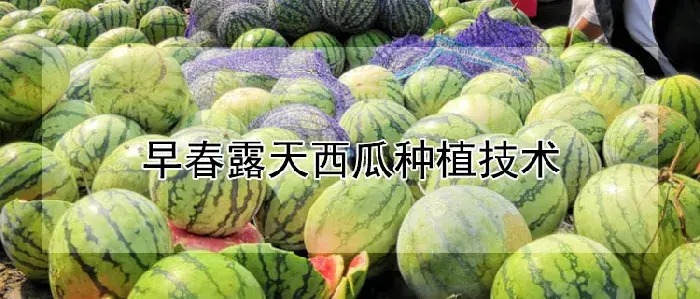 早春露天西瓜种植技术