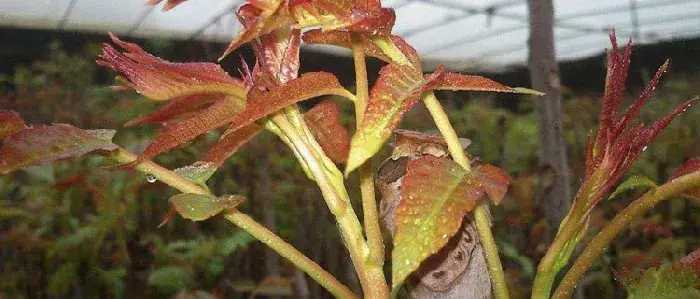 大棚香椿树的种植方法