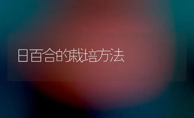 日百合的栽培方法 | 植物知识