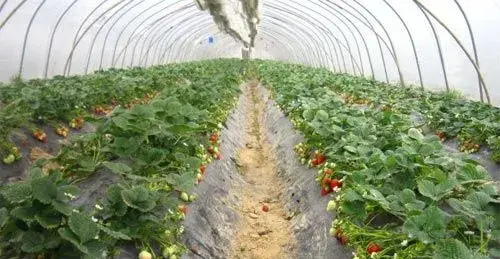 冬季大棚草莓管理措施有哪些？草莓种植技术介绍