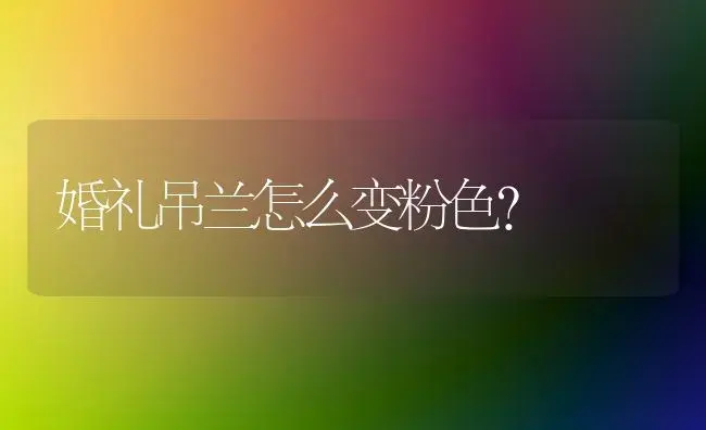 婚礼吊兰怎么变粉色？ | 植物问答