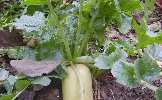 立秋之后适合种植什么蔬菜？