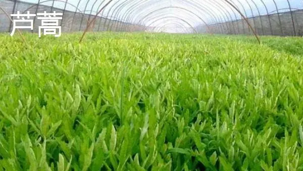大棚野菜种植前景怎么样 哪些野菜适合大棚种植