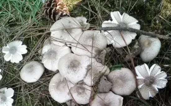 鸡纵种植的种植方法