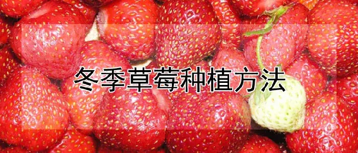 冬季草莓种植方法