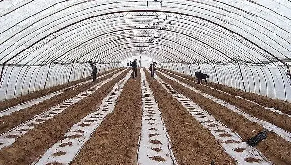 西葫芦栽培技术 露地西葫芦种植技术