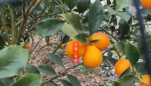 脆蜜金柑和脆皮金桔和滑皮金桔有区别吗