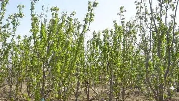 樱桃树的种植与管理技术 樱桃树的修剪方法
