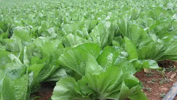 2018种芥菜赚钱吗？芥菜种植的利润与投资成本及前景预测