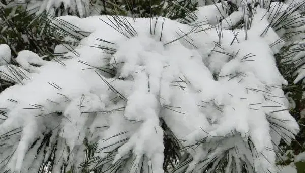 雪松怎么种 雪松种植方法与注意事项