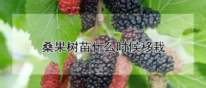 桑果树苗什么时候移栽