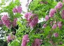 香花槐的发展前景