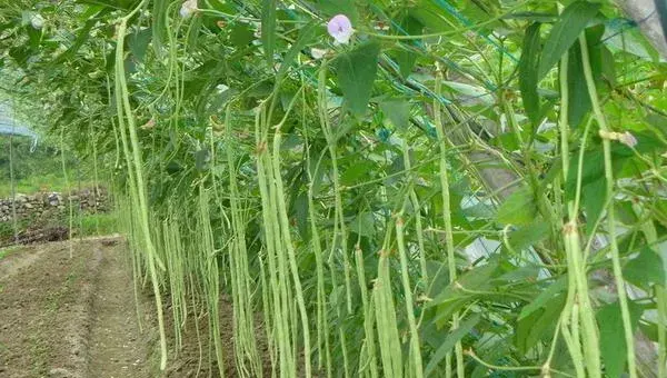 2018种豇豆赚钱吗？豇豆种植的利润与投资成本及前景预测