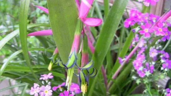 垂花水塔花怎么养 垂花水塔花养殖方法与注意事项