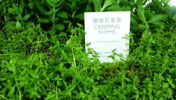 百里香怎么种 百里香的种植方法与注意事项