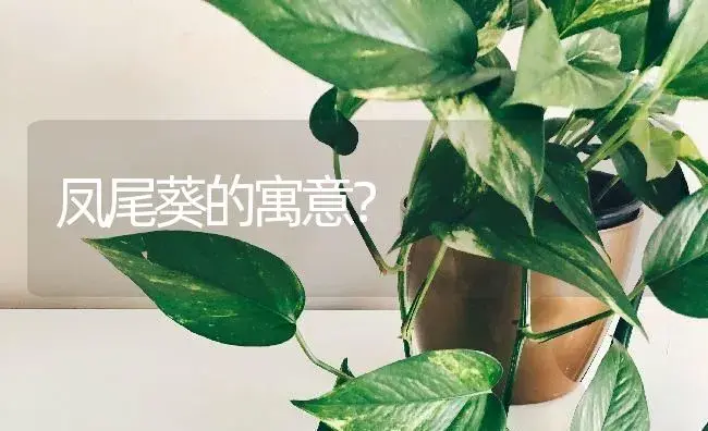 凤尾葵的寓意？ | 植物问答