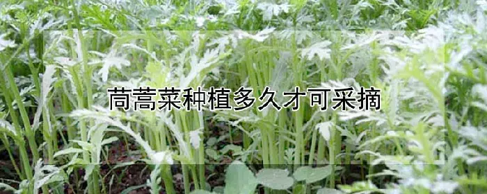茼蒿菜种植多久才可采摘