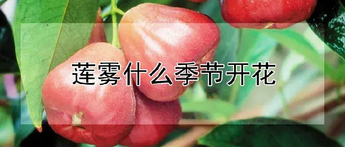 莲雾什么季节开花