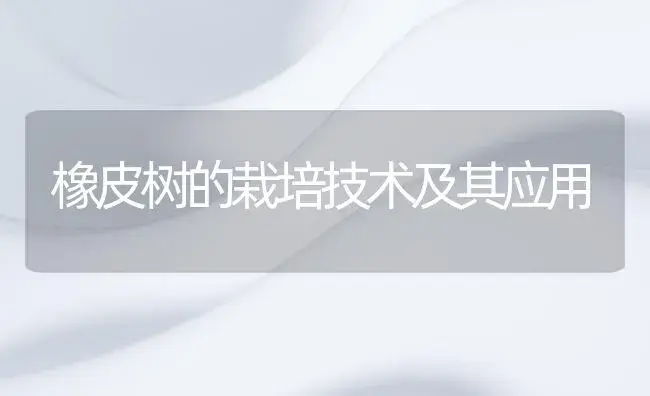 橡皮树的栽培技术及其应用 | 植物知识