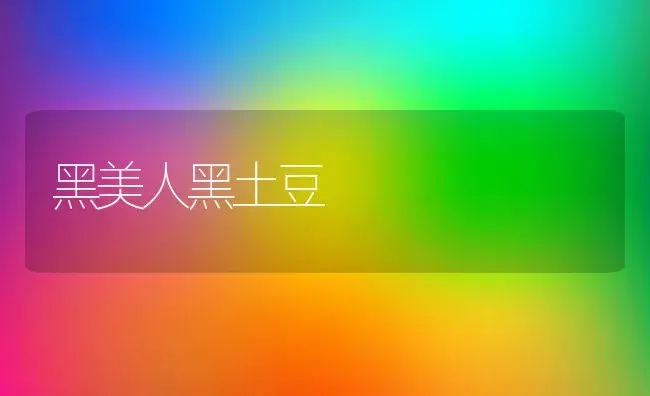 黑美人黑土豆 | 植物科普