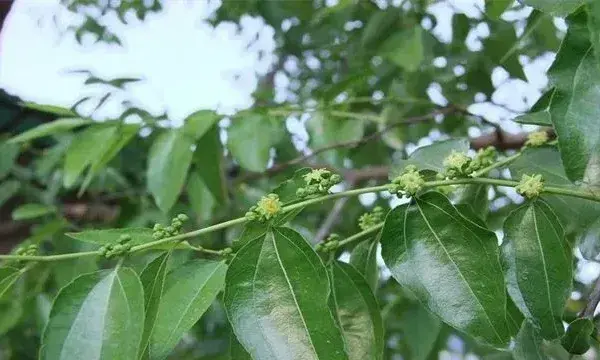 枣树开花不结果怎么办